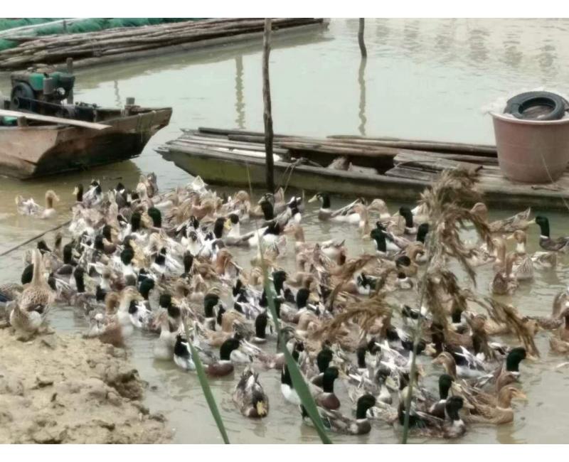 純放養(yǎng)青頭鴨、三那土雞、鳳尾菇 原生態(tài)產(chǎn)品